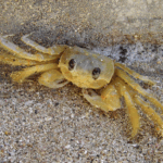 crab © Hans Hillewaert / CC BY-SA 4.0